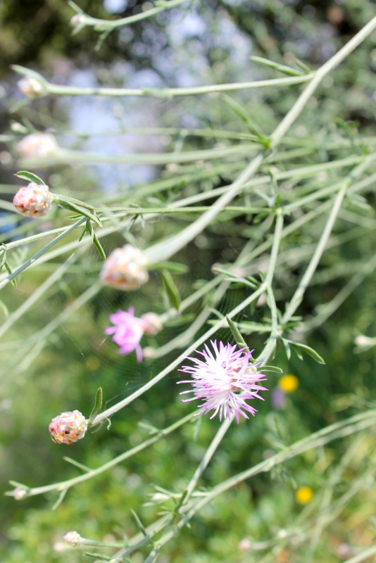 Campi Flegrei - Centaurea deusta